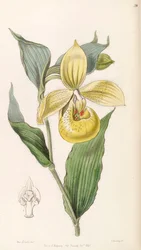 Cypripedium irapeanum